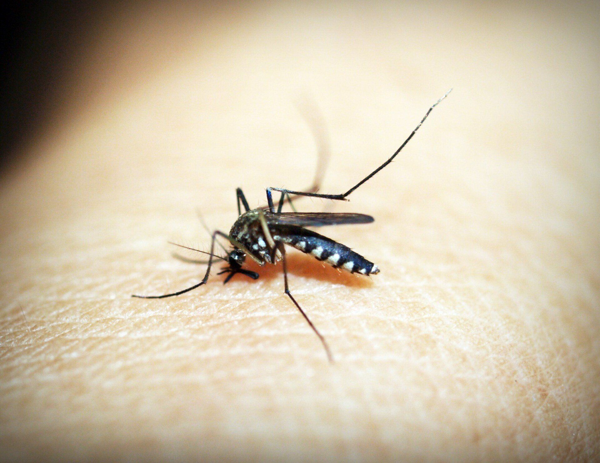 A close up of a mosquito on a person 's skin