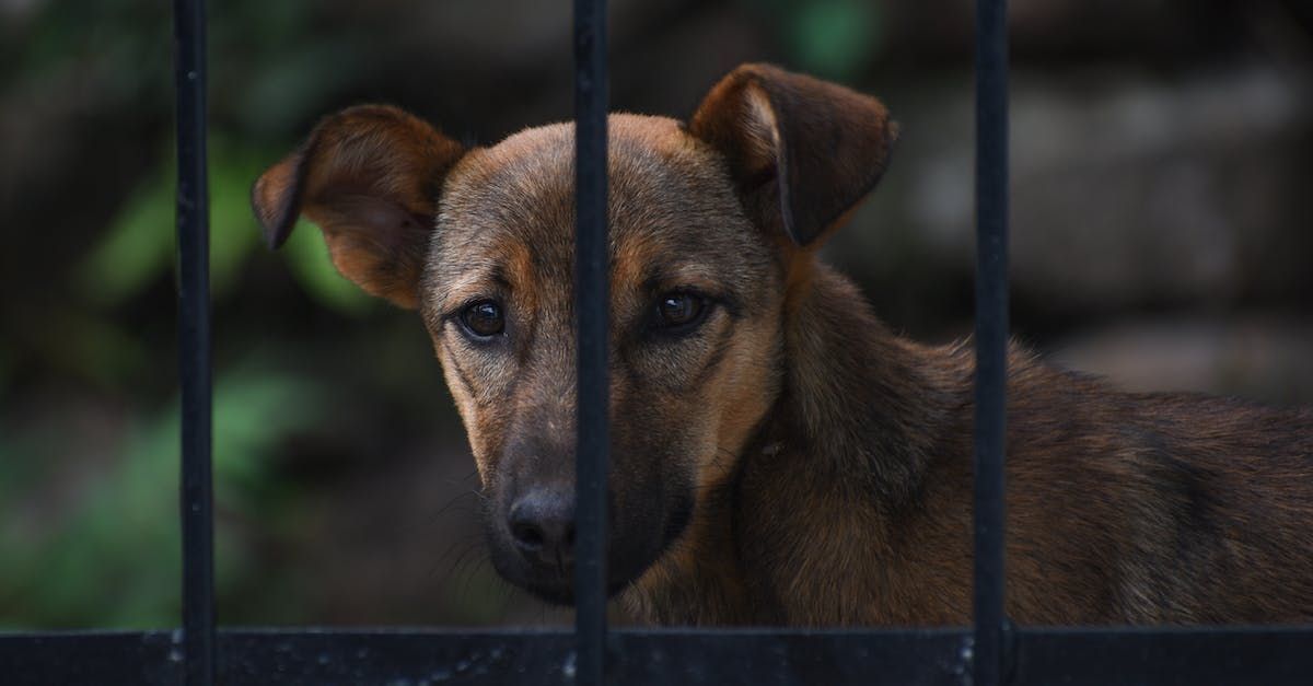 Beautiful pup kept safe by a dog fence