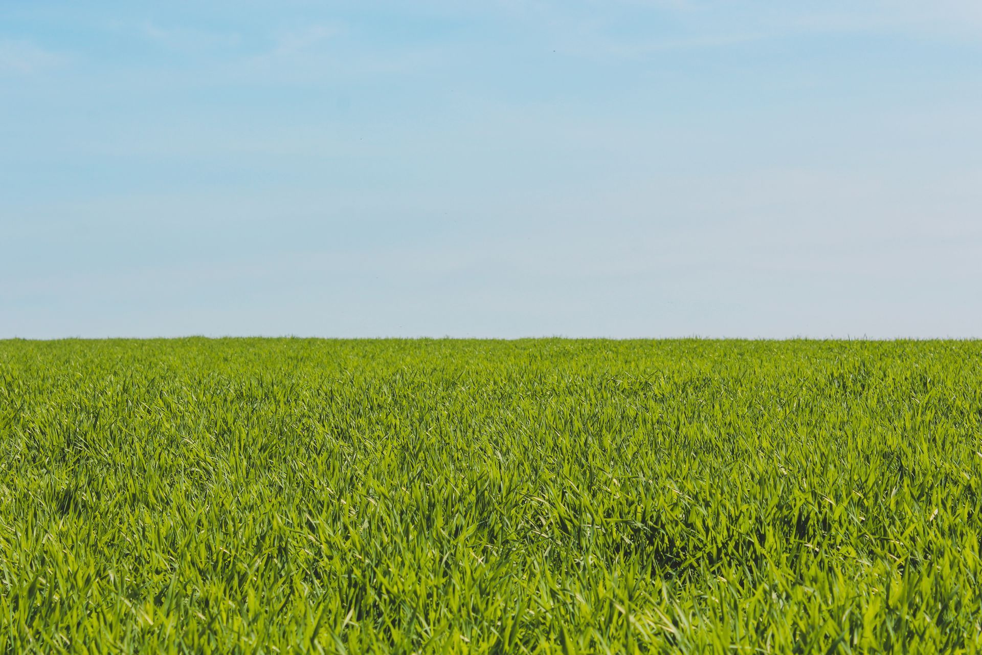 Weed and pest eradication
