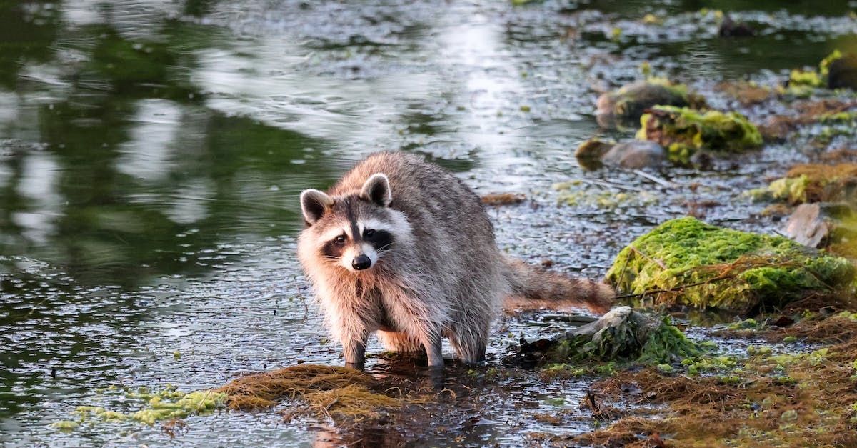A raccoon is standing on a rock in the water.