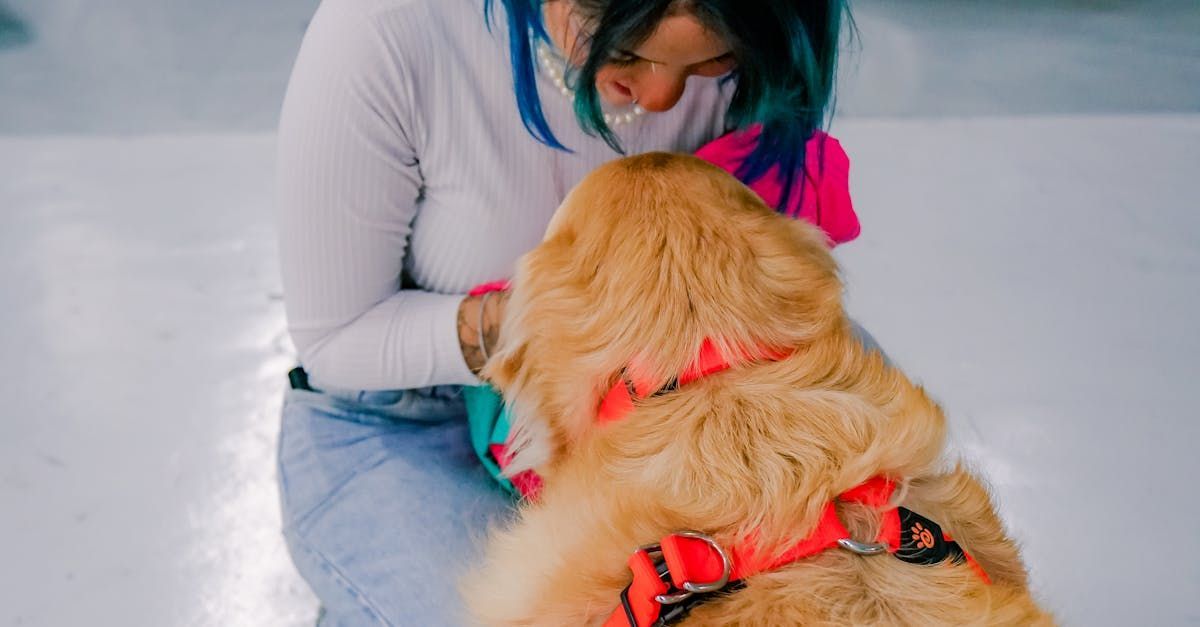 Boarding & Play Sessions