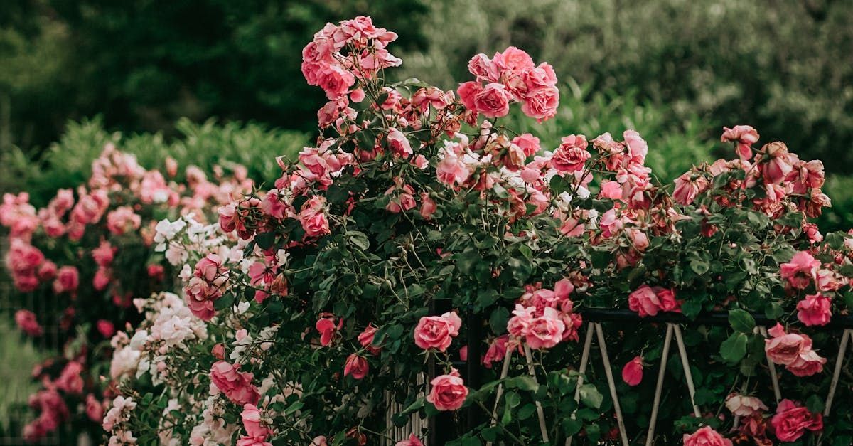 klättrande rosbuskar som översållas av skära blommor