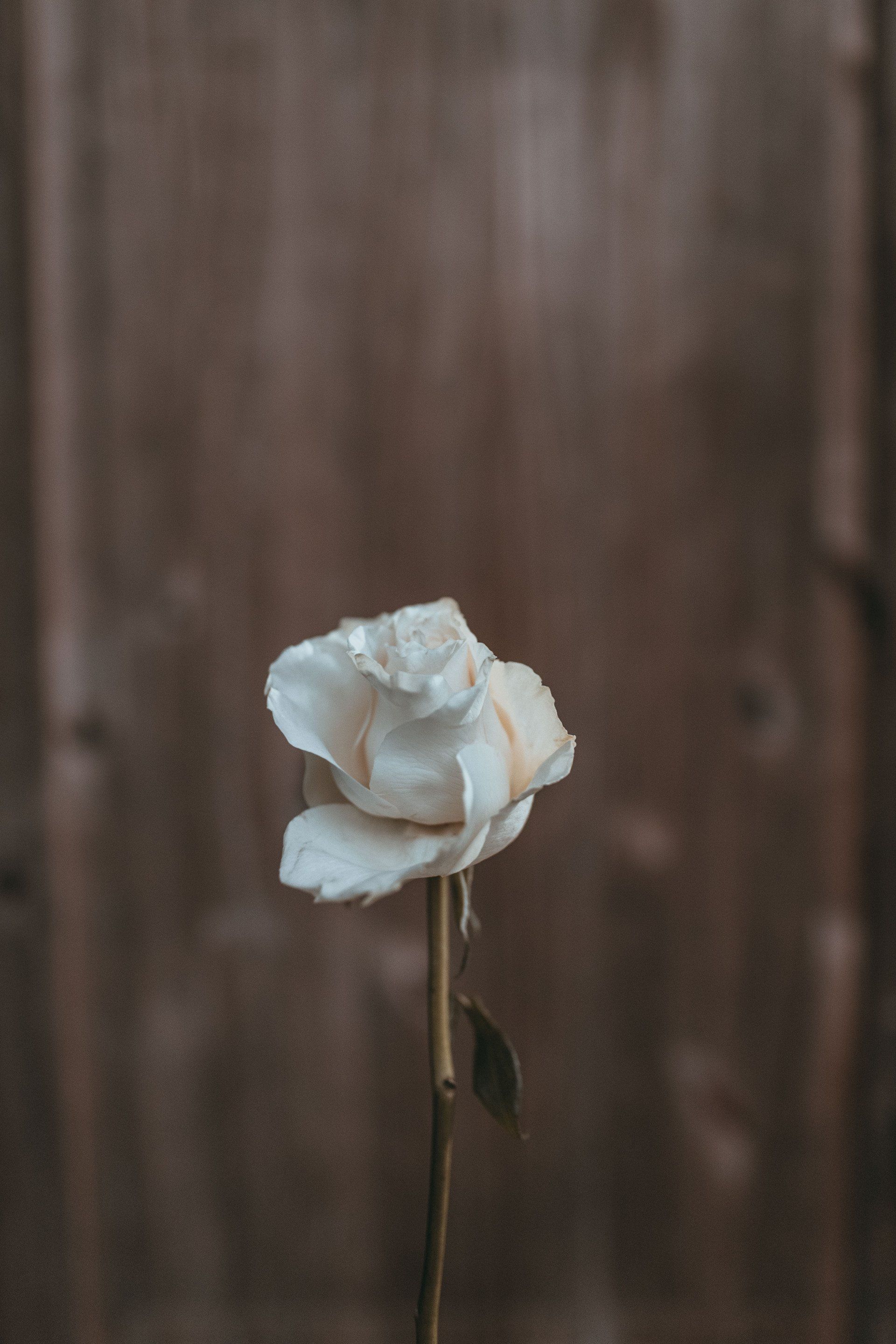 a single white rose against a wooden background
