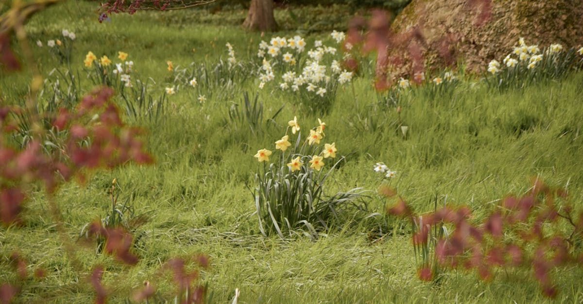en lite vildvuxen ängslik trädgårdsmiljö med blommande påskliljor och narscisser