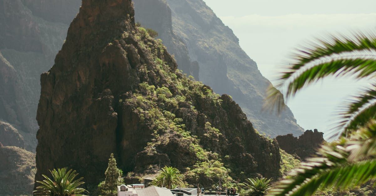 A mountain with a palm tree in the foreground
