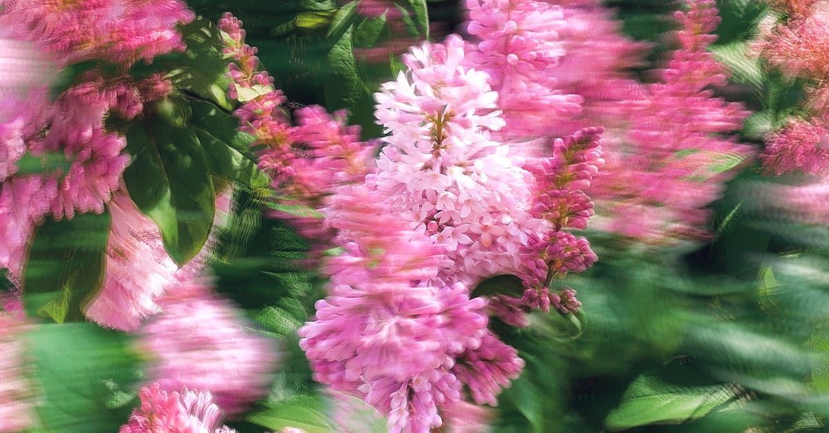 Pink flowers in bloom, surrounded by green foliage, outdoors.