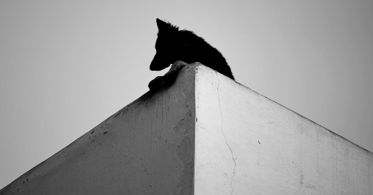 A black and white photo of a cat sitting on top of a building
