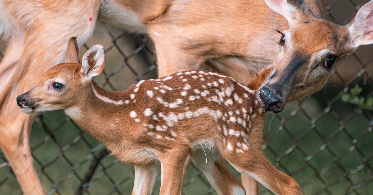 Rehkitzrettung Rettung von Rehkitzen vor der Mäharbeit durch Traktoren mit Mähwerk, Mähbalken, Balkenmähwerk, Sichelmäher und Mulchmäher