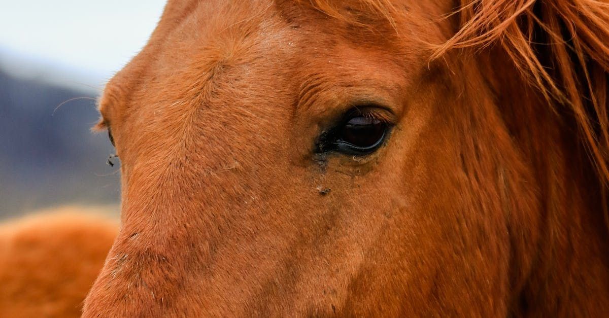 BOONE COUNTY QUARTER & DRAFT HORSE SALE September 6th, 7th, & 8th, 2023