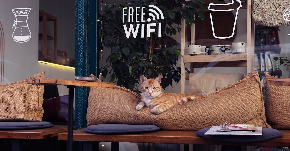 A cat is laying on a couch in a cafe.