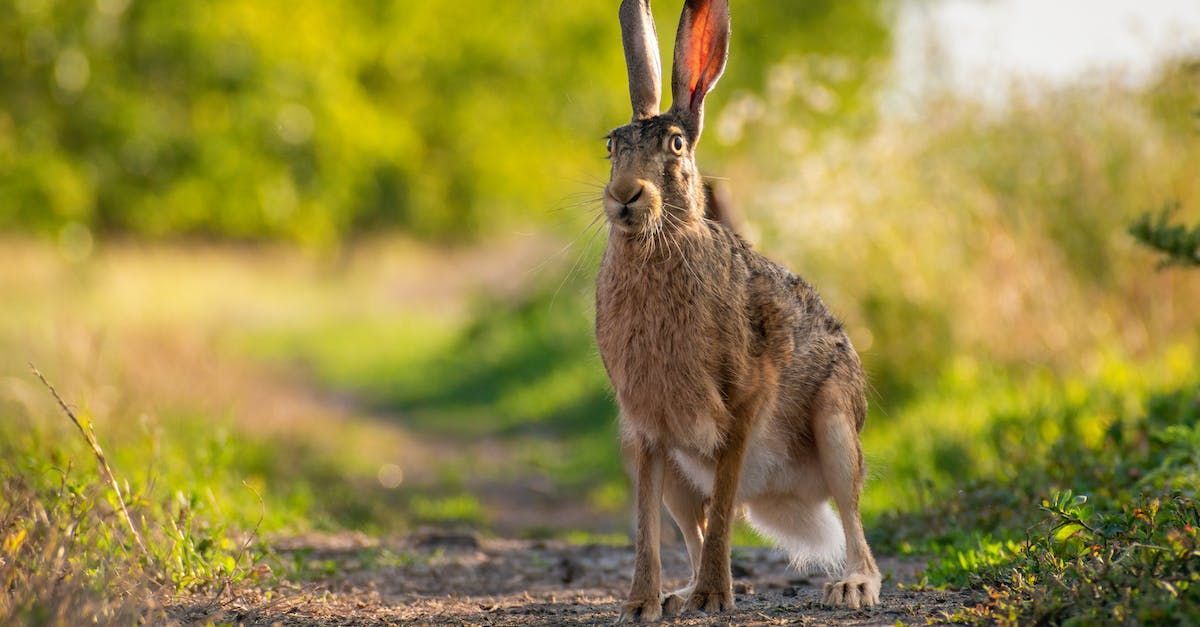 A Hare Leaps - A Poem by Sue Cartwright, Spiral Leaf