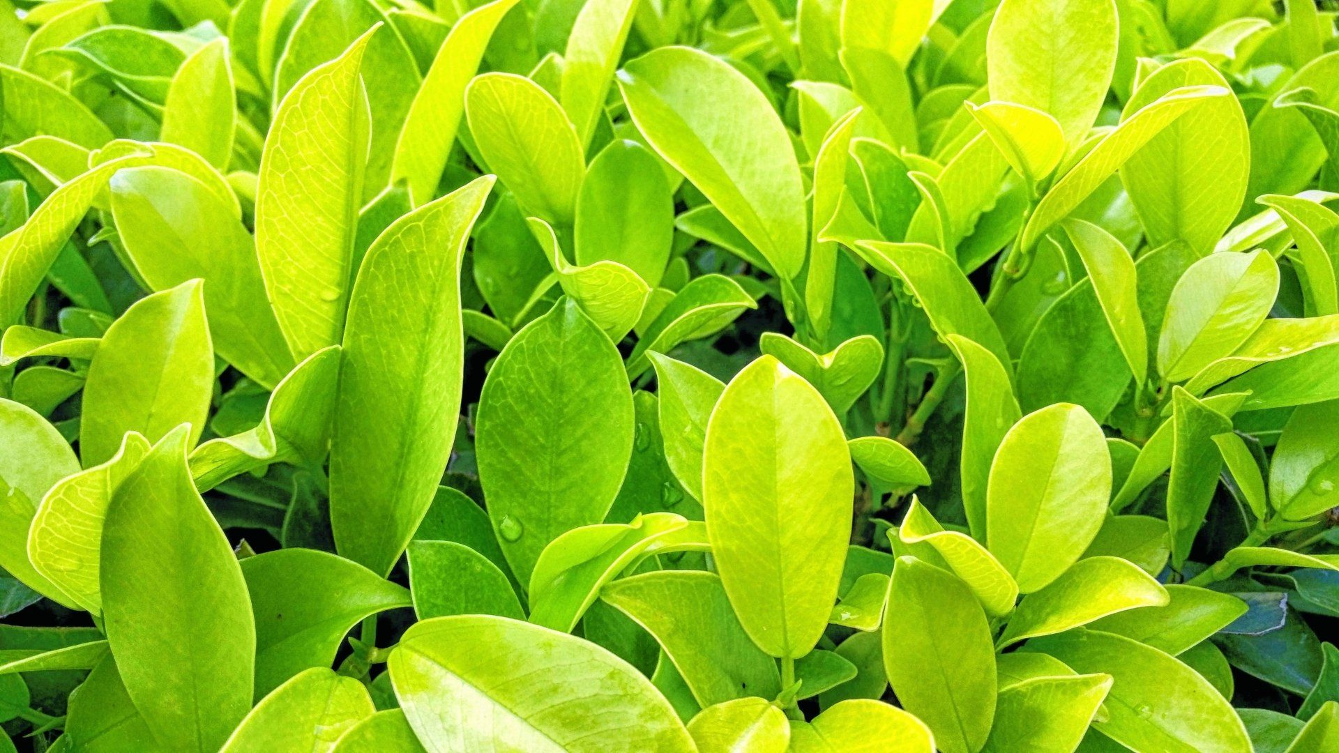 A close up of a bunch of green leaves on a plant.