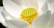 Een close-up van een witte lotusbloem met een geel centrum.