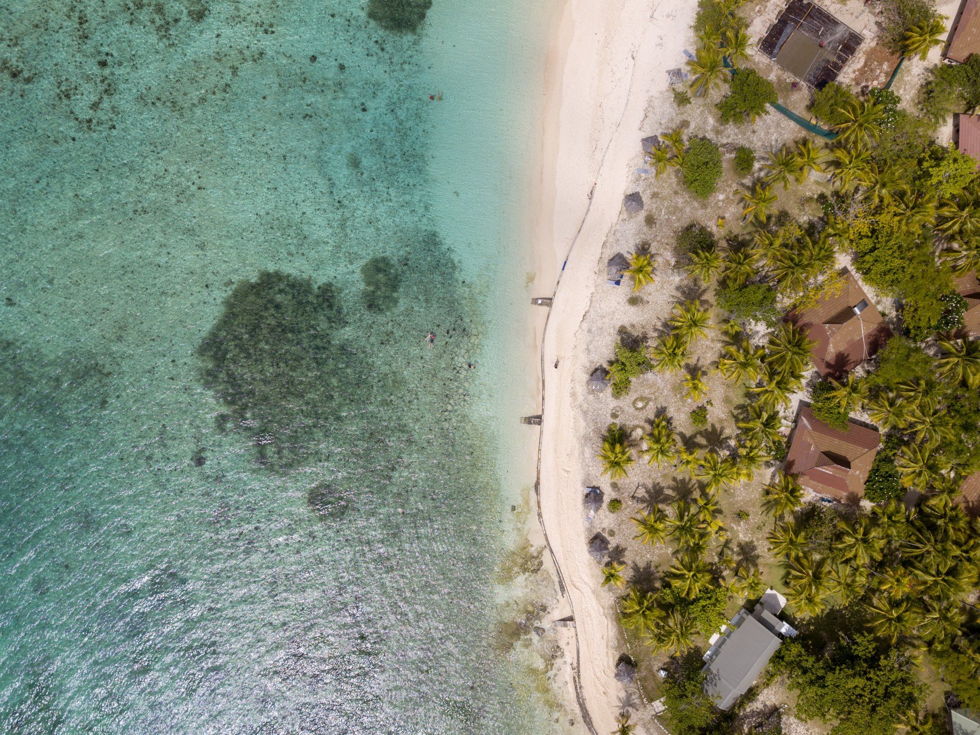 An aerial view of a tropical beach with palm trees and houses.