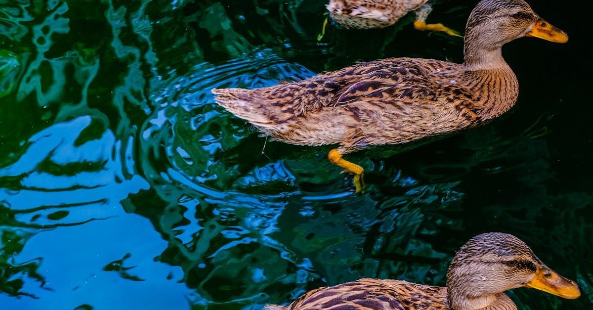 A group of construction workers are laying asphalt on a road.