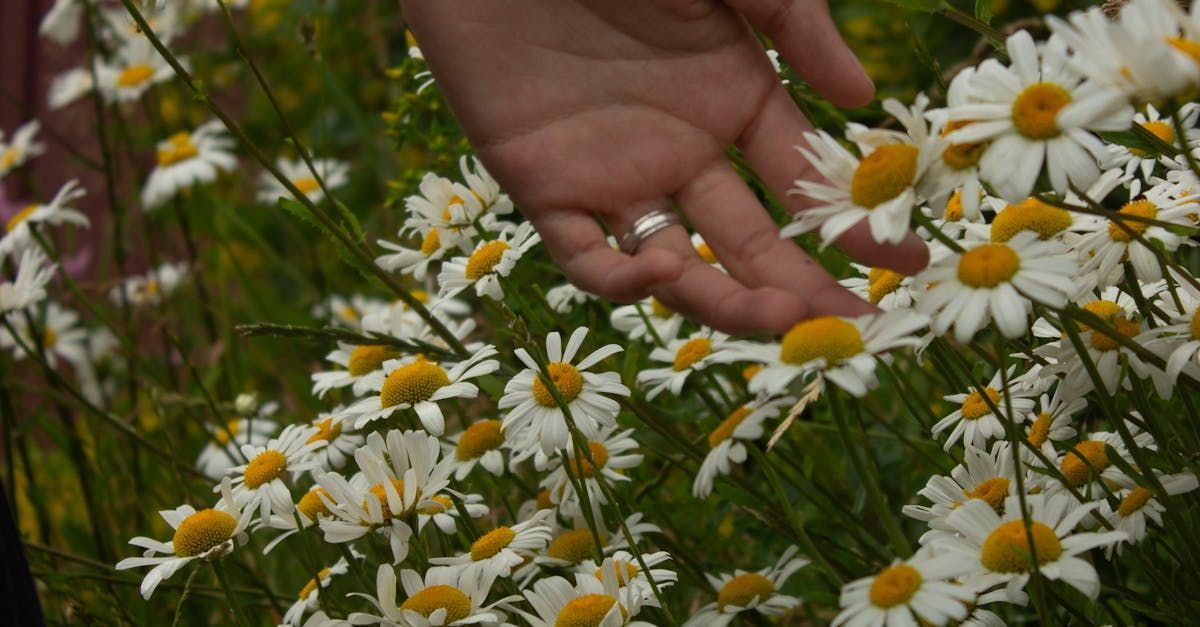 en hand och ett hav av prästkragar