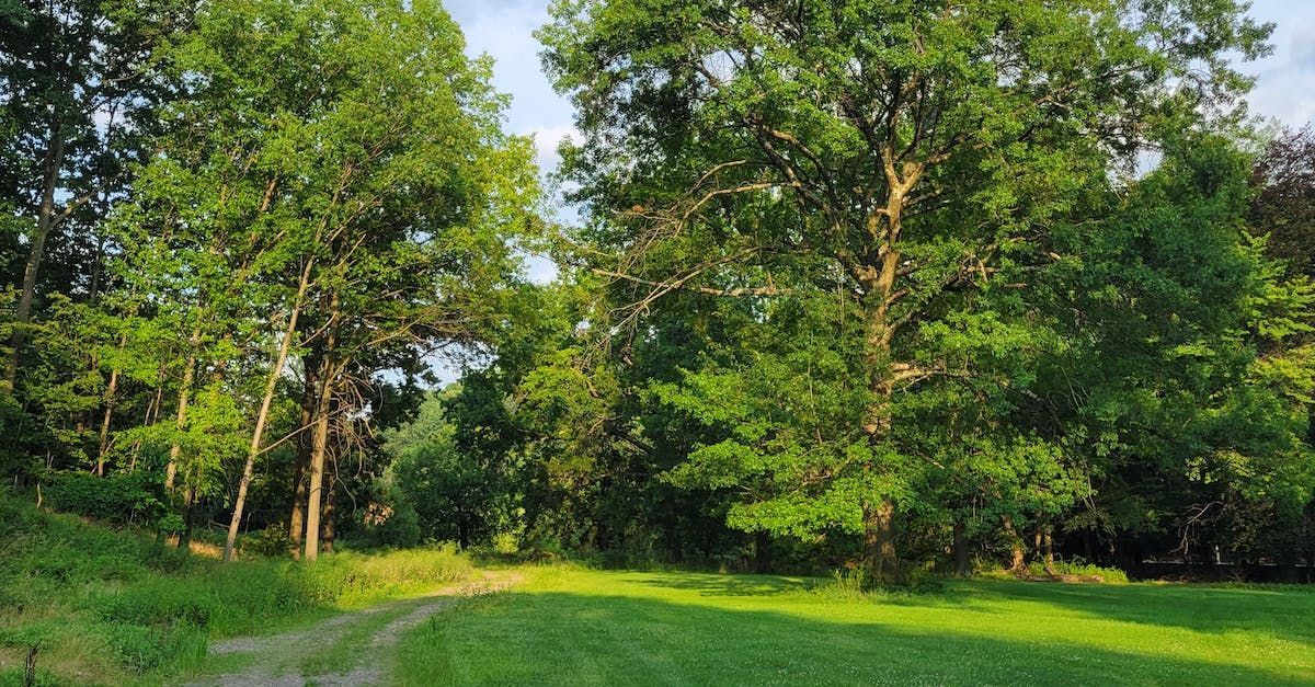 a grassy field surrounded by trees and a dirt path .