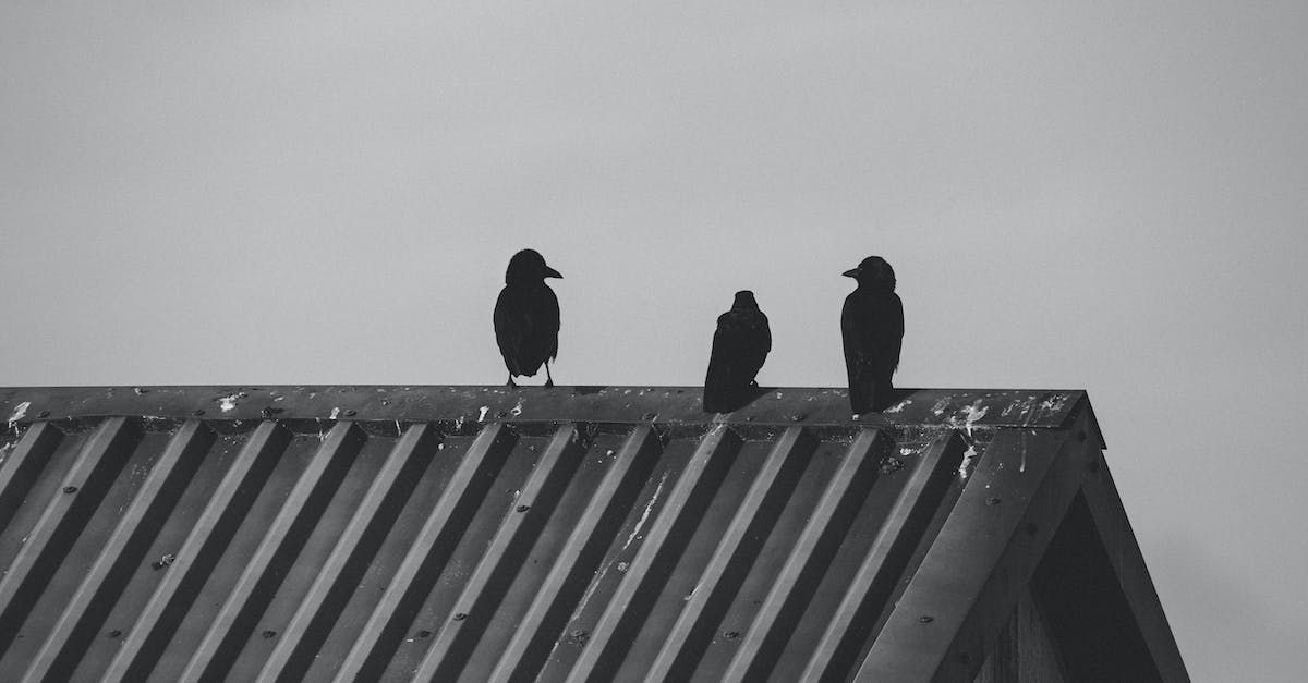three birds are perched on the roof of a building .