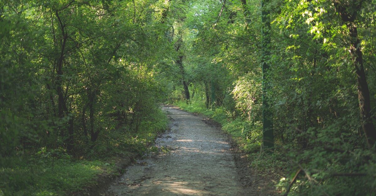 Een onverharde weg midden in een bos omgeven door bomen.