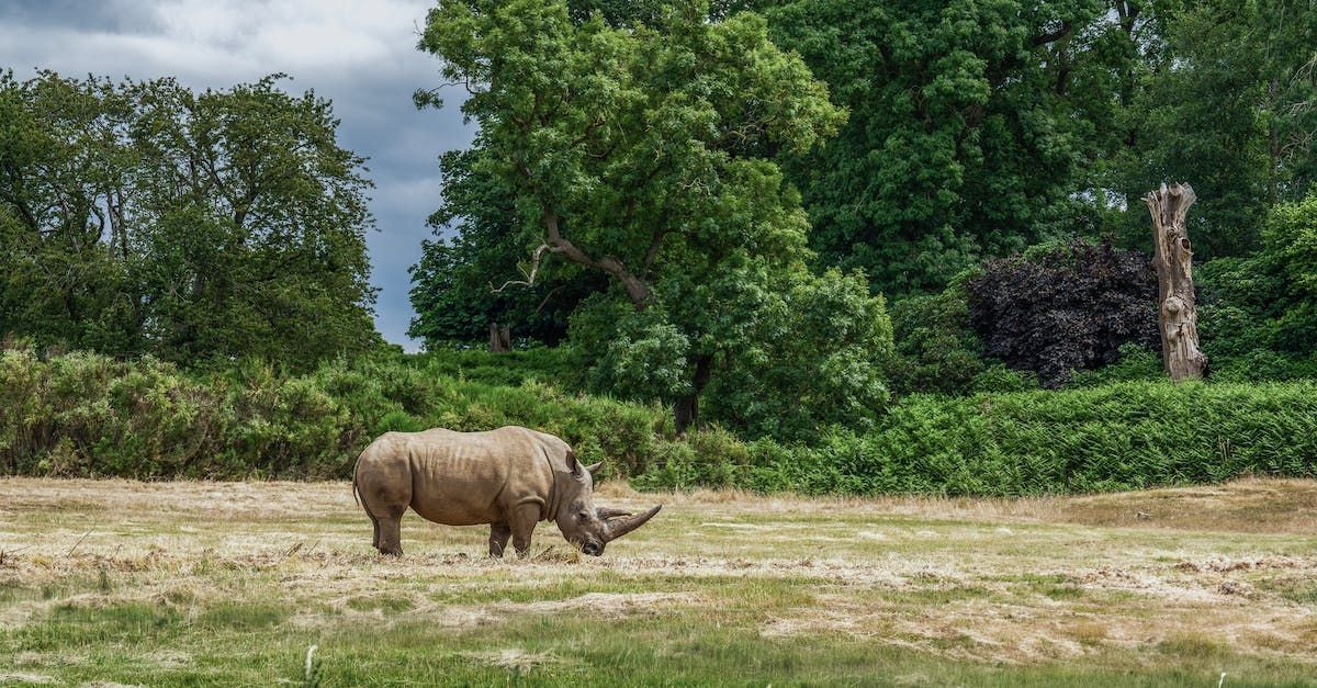 a rhino standing in a field with trees in the background