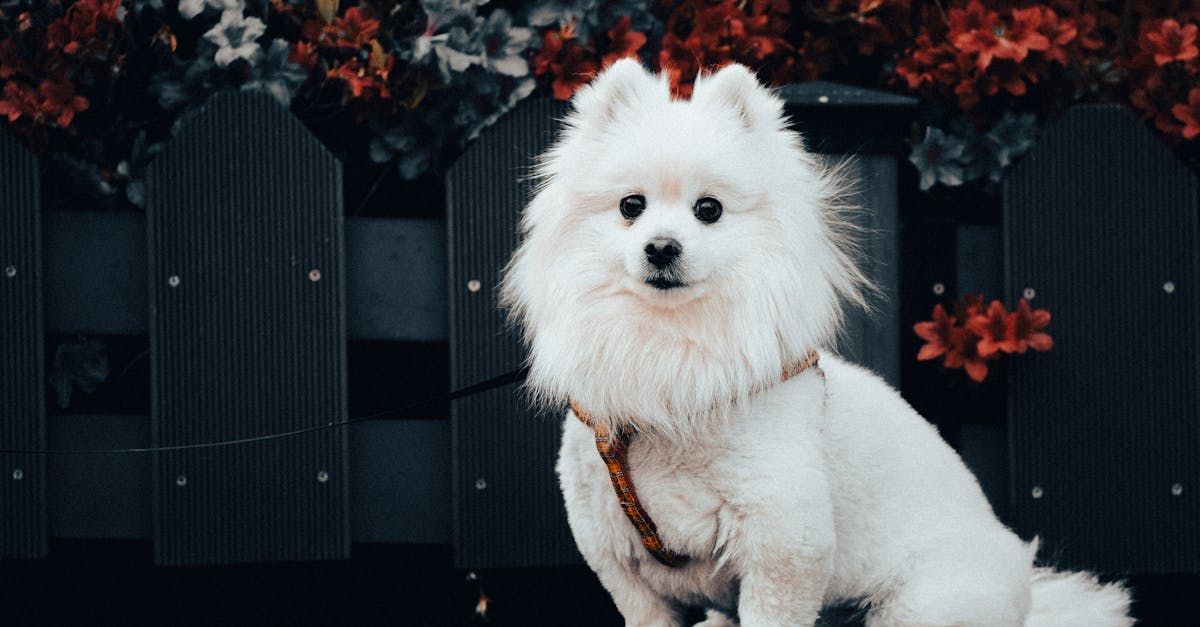 Un petit chien blanc est assis devant une clôture en bois.
