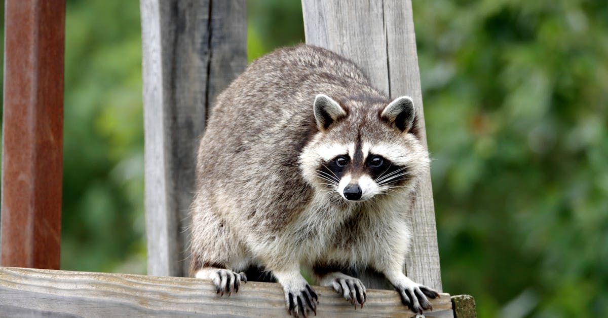 raccoon sitting on wooden fence