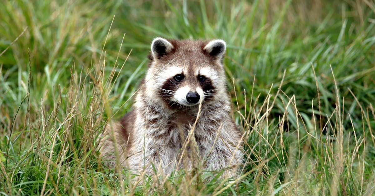 A raccoon is sitting in the grass looking at the camera.
