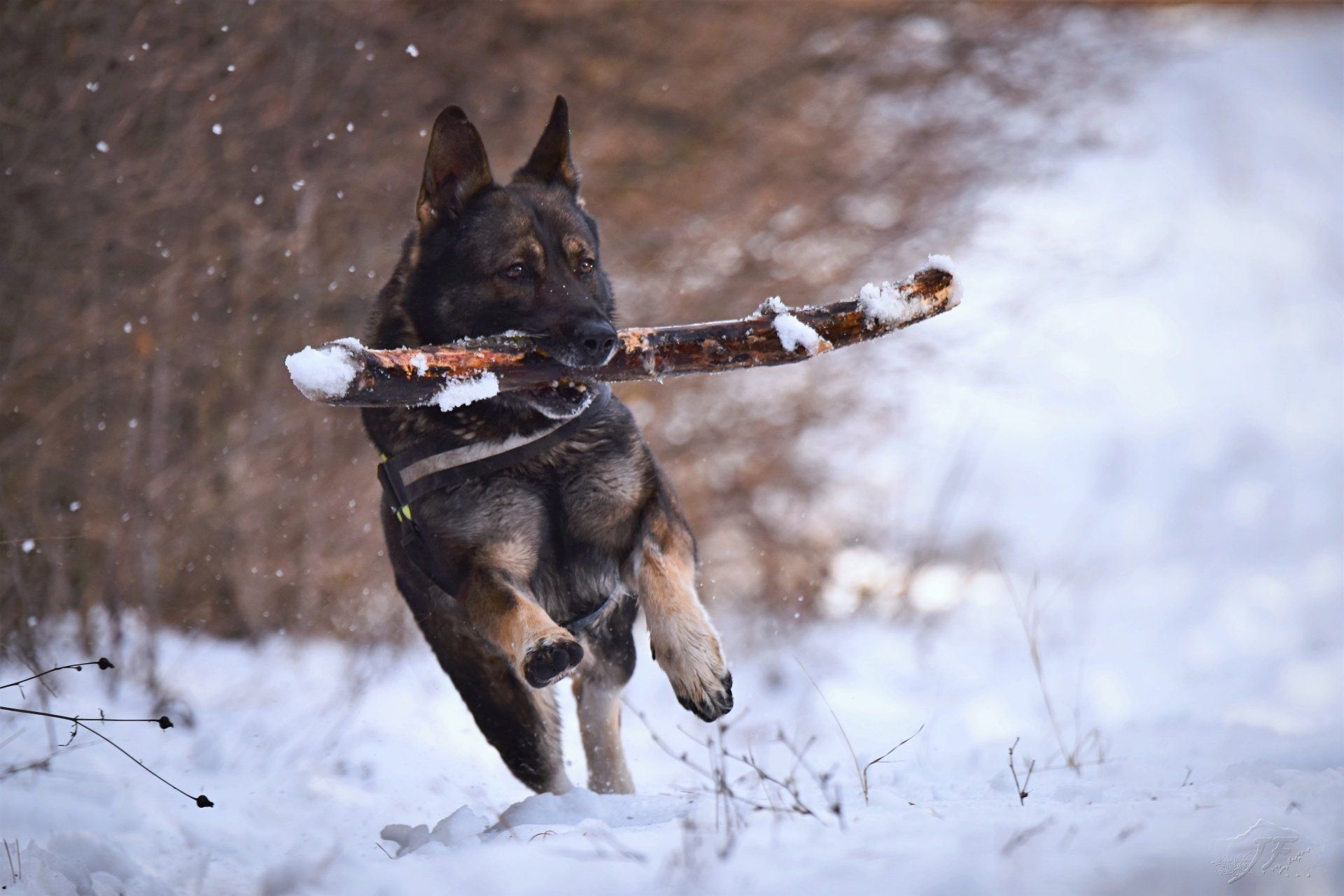 dog running in the cold winter with a stick