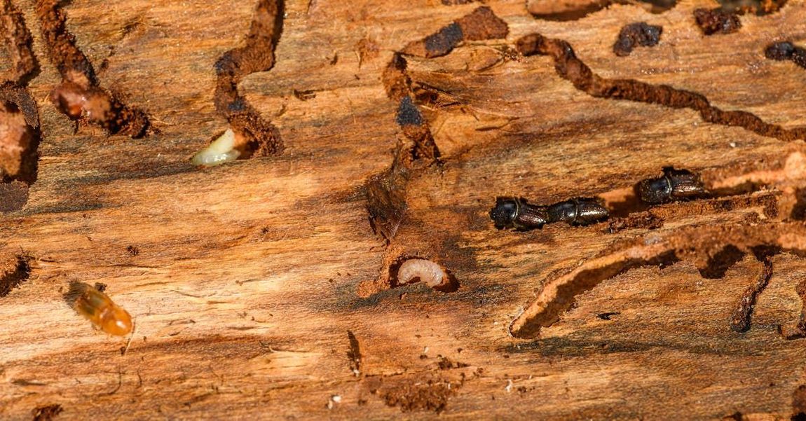 termites in wood foundation