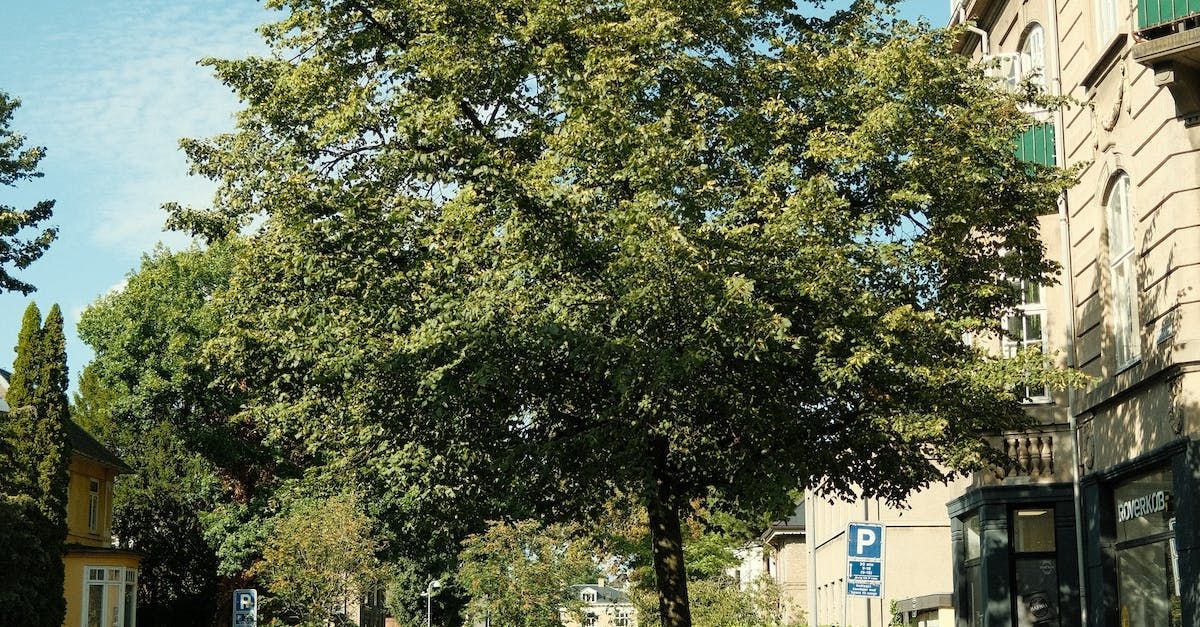 A large tree with green leaves dominates a sunny street scene, alongside buildings.