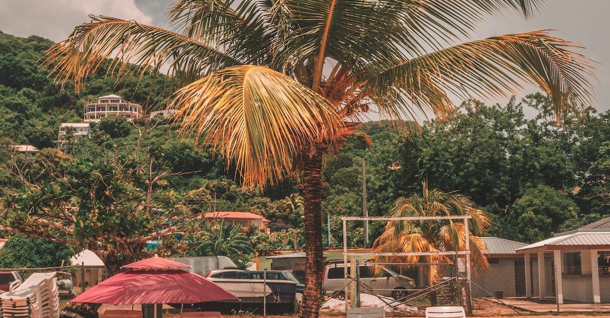 a palm tree with a red umbrella in front of it