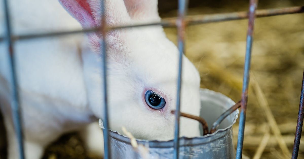 a white rabbit is drinking water from a bucket in a cage .
