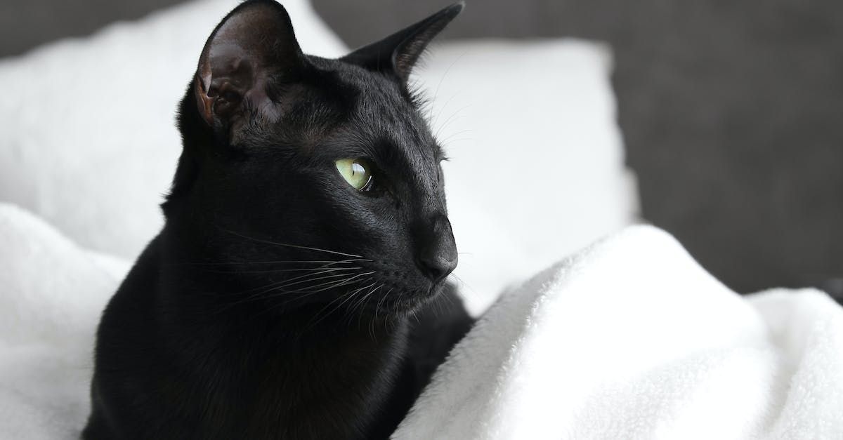 Cat paws on a blanket