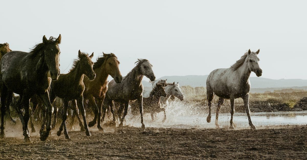 Horses running through water in a field, splashing water. Some are dark, one is white.