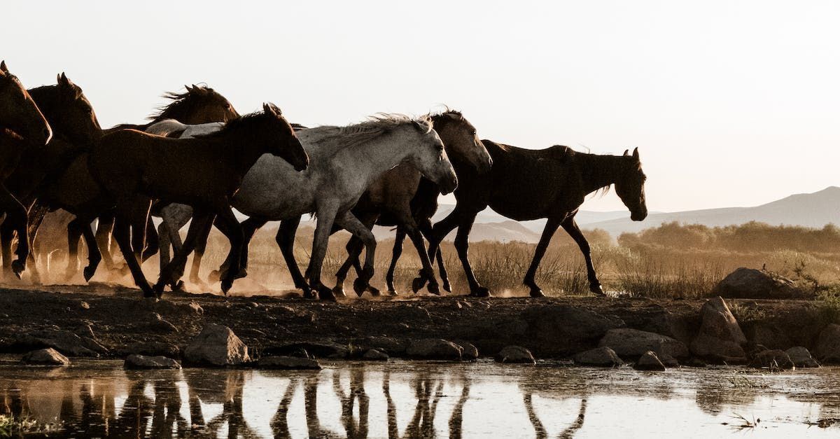 WIld Horses - A Poem by Sue Cartwright, Spiral Leaf