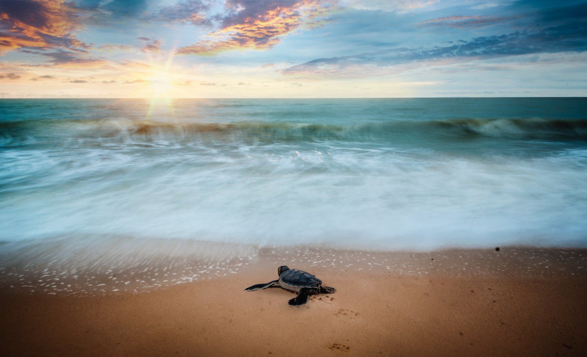A baby sea turtle is crawling on the beach towards the ocean.