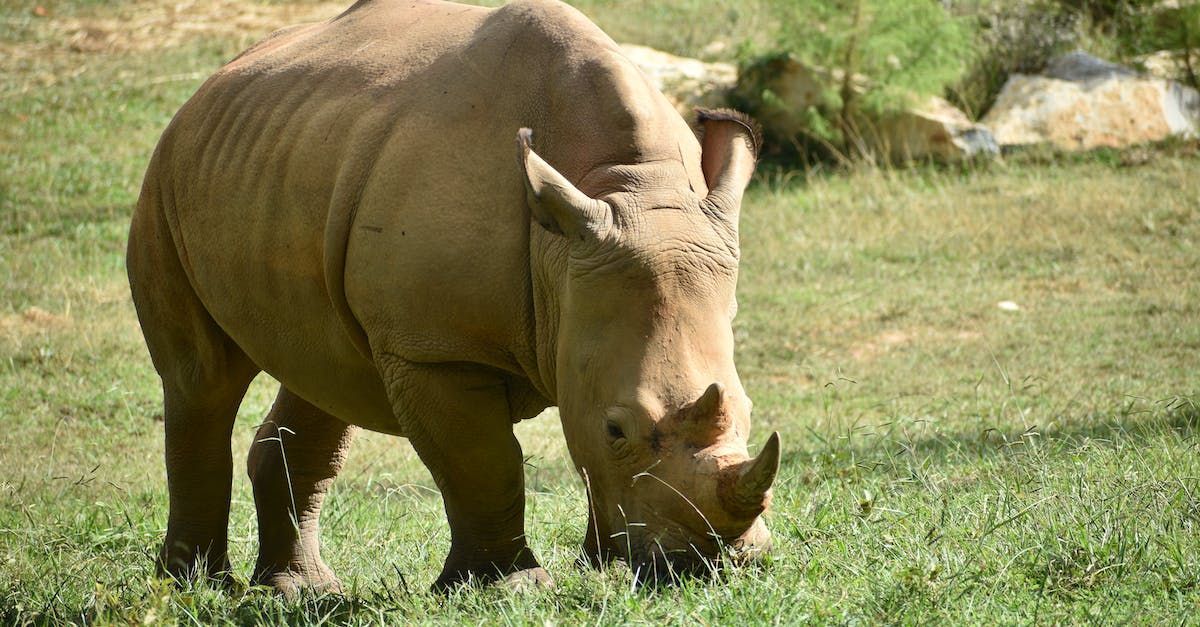 a rhinoceros standing in a grassy field looking at the camera