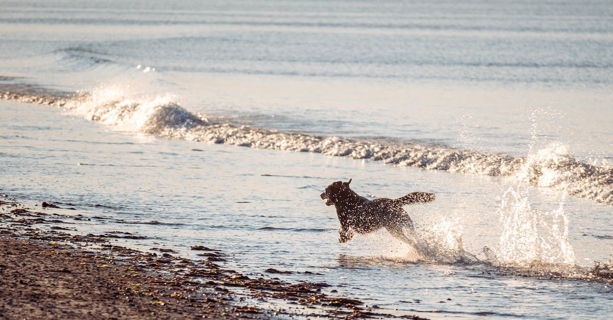 Dog running on the beach