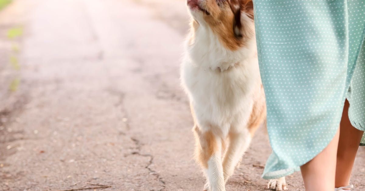 a woman is walking a dog down a road .