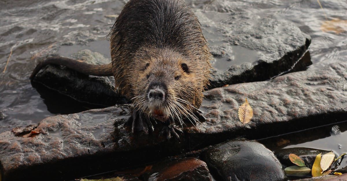 Bringing Back the Beaver by Derek Gow - A Book Review by Sue Cartwright, Spiral Leaf