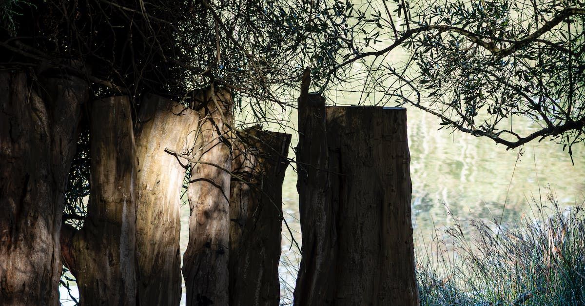 Trimmed tree with balanced canopy in Nashville