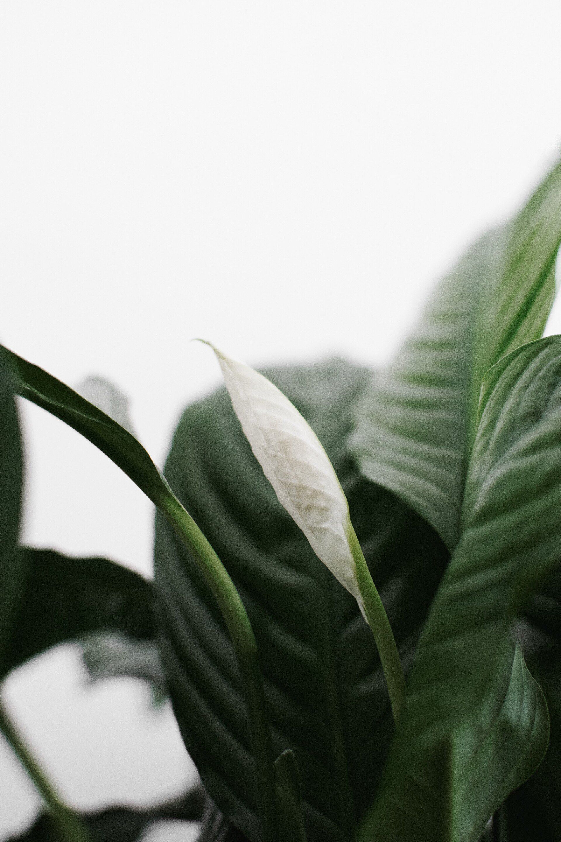A close up of a plant with a white flower on a white background.
