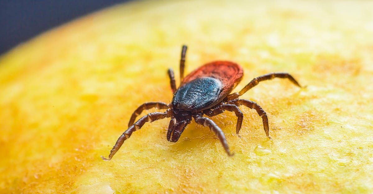 This picture shows an example of what one of the most common ticks in the Adirondack Region of New York looks like