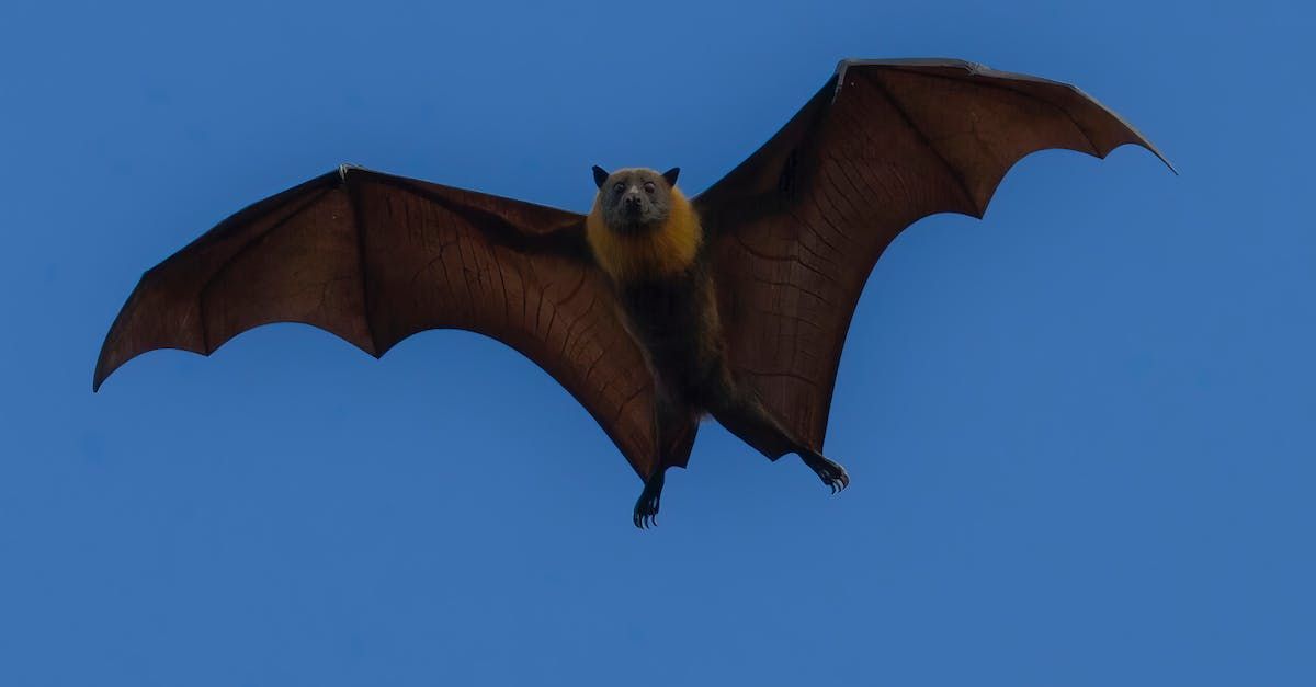 bats in Southern Maryland 