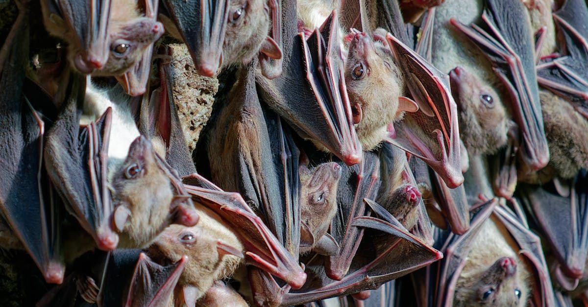 A bunch of bats are hanging upside down on a wall.