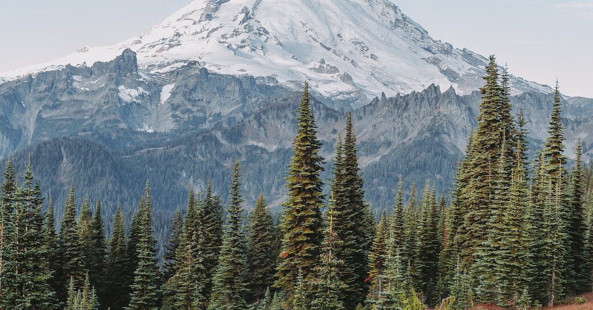 A snowy mountain is behind a forest of pine trees.