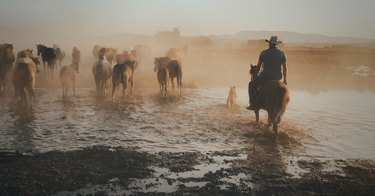 A man is riding a horse through a muddy field with a herd of cattle.