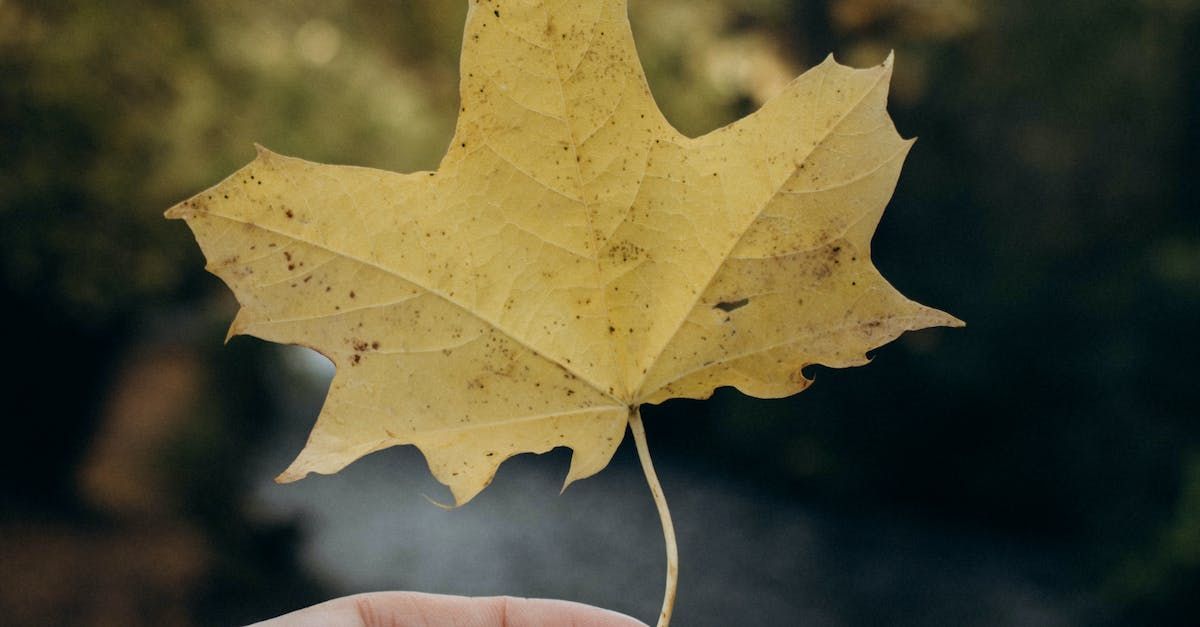 Why Spending Quality Life in Nature Matters by Sue Cartwright, Spiral Leaf