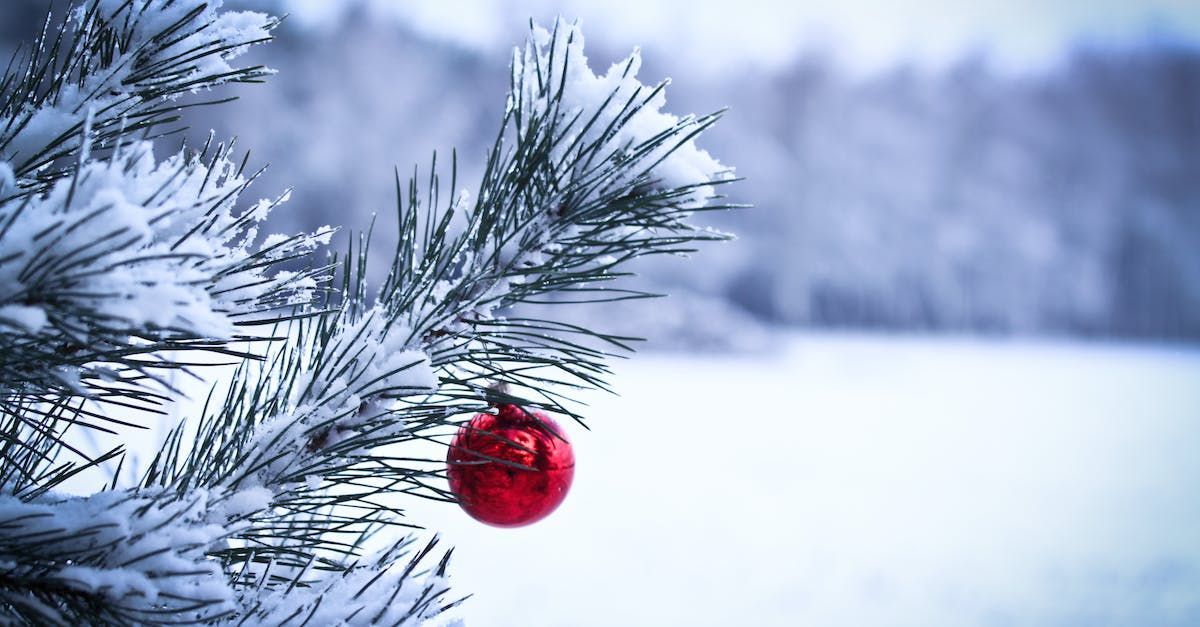 a red christmas ball is hanging from a snow covered christmas tree .