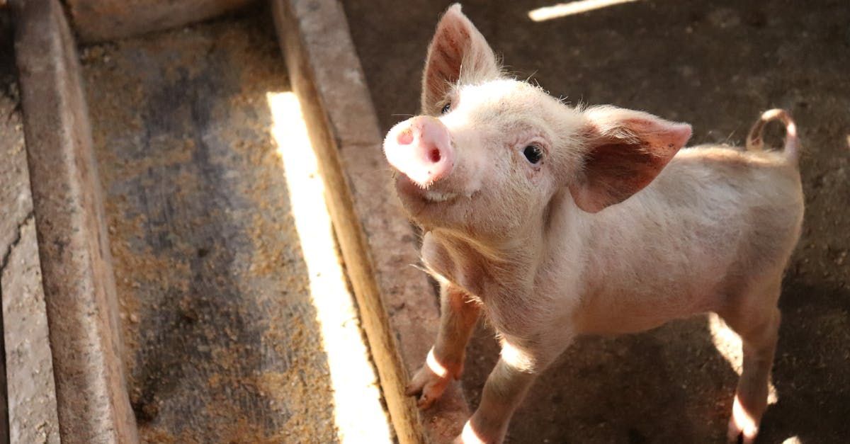Slippery coating for feed troughs